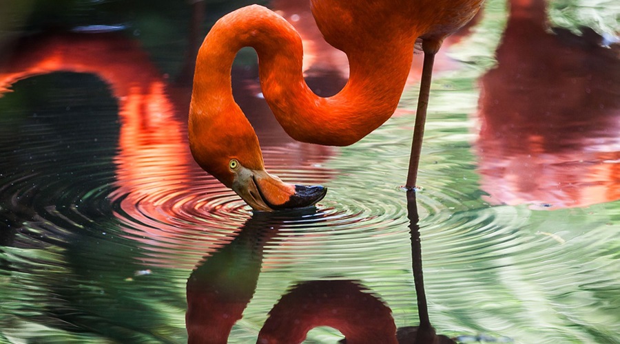 I concluded that I was going to have a go at the application for a scholarship, which I did and it eventually turned out to be a wise move.